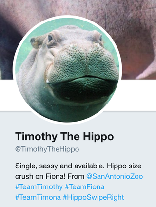 Illustration for article titled Saturday Night Social: Our Baby Fiona the Hippo Is Getting Tinder Blasts, Ahhh!